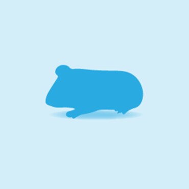 Illustration of a Guinea Pig